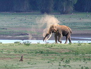 Elephant Kills Man in Kadaba